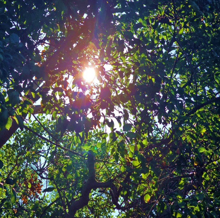 Sustainable Living Image