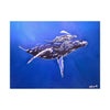 A Mother and Child Reunion- Humpback Whales