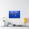A Mother and Child Reunion- Humpback Whales