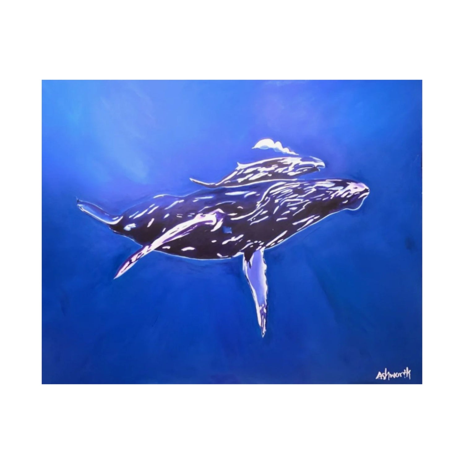 A Mother and Child Reunion- Humpback Whales