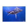 A Mother and Child Reunion- Humpback Whales