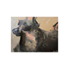Chasing Shadows-Happy Dog Running - Premium Matte Posters