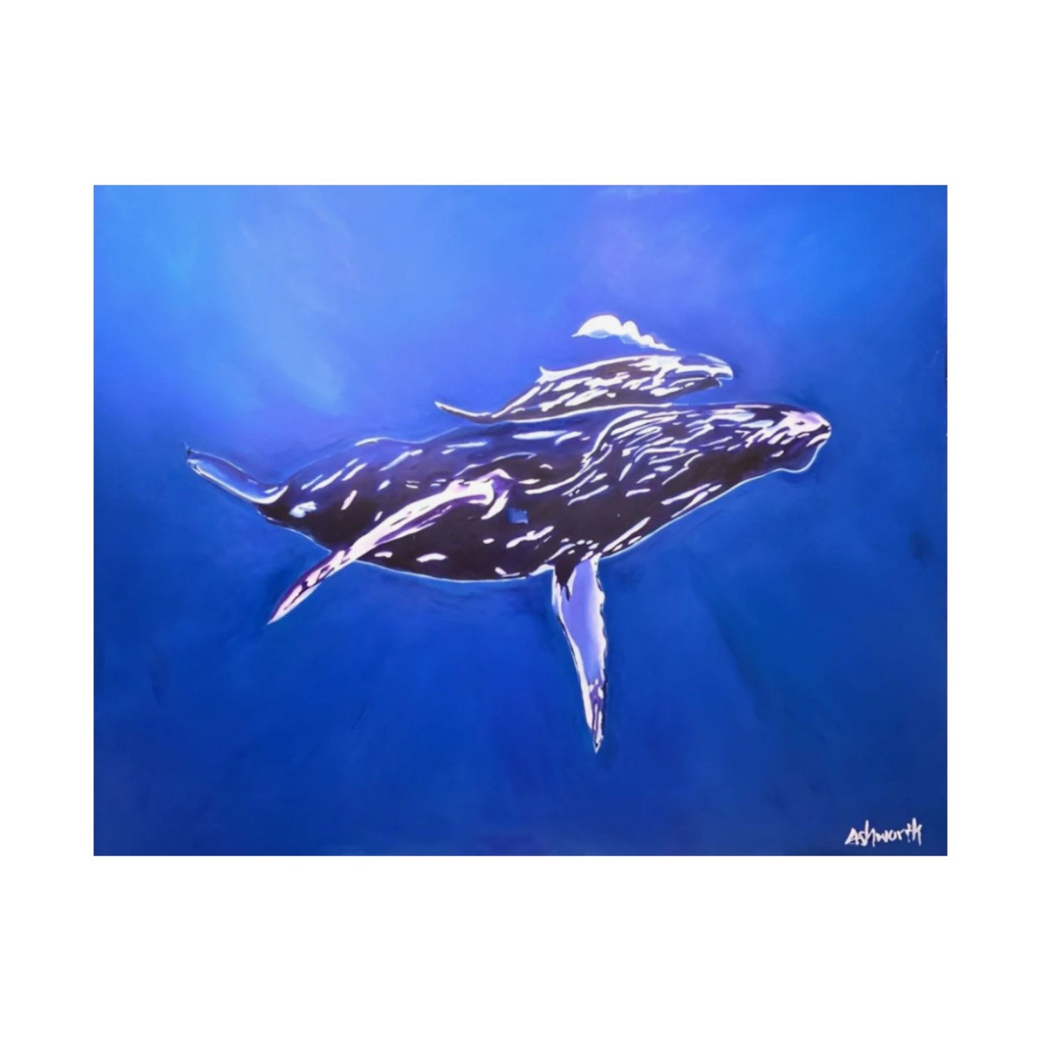 A Mother and Child Reunion- Humpback Whales